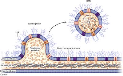 Outer membrane vesicles: A bacterial-derived vaccination system